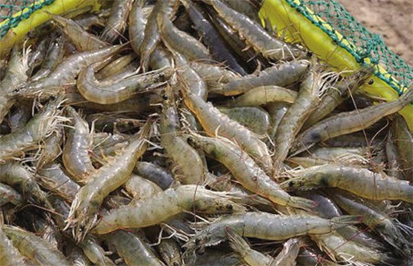 南美白对虾养殖加盟费