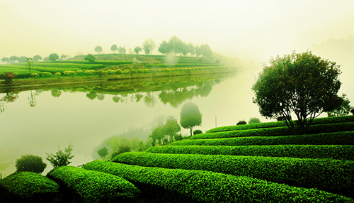 湘丰茶业加盟