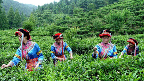叙府茶业加盟