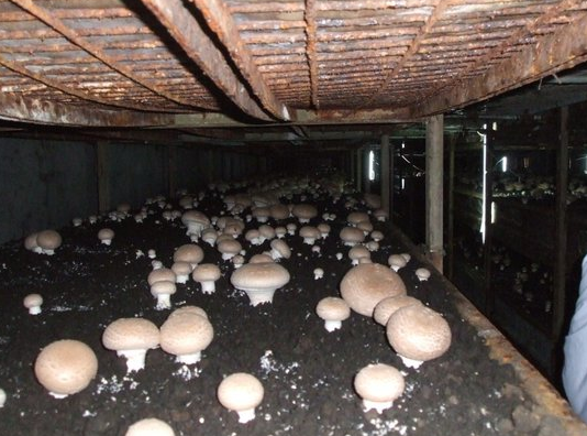 蘑菇种植加盟