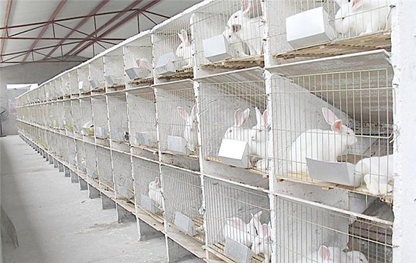 【康大兔业养殖加盟】开店加盟康大兔业养殖，把握机会多赚钱！