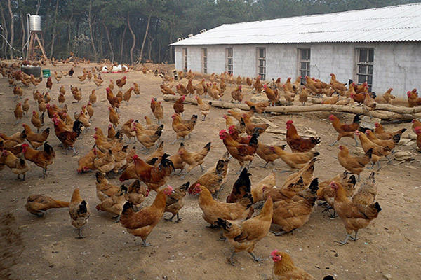 柴鸡养殖加盟
