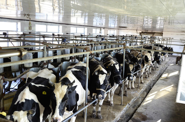 奶牛养殖加盟费