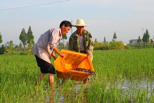 稻田泥鳅养殖