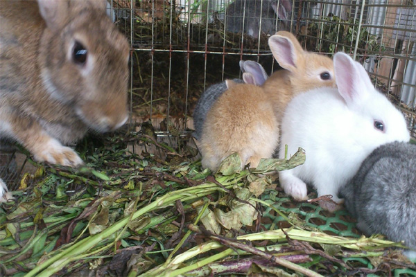野兔子养殖加盟费