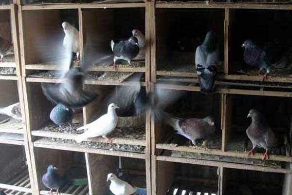 鸽子养殖加盟