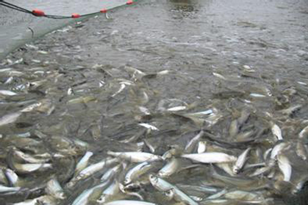 大白鱼养殖加盟