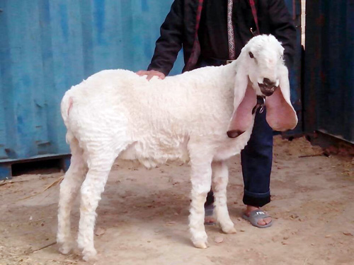 瓦格吉尔羊养殖加盟