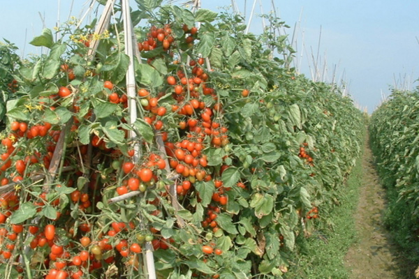 西红柿种植加盟费