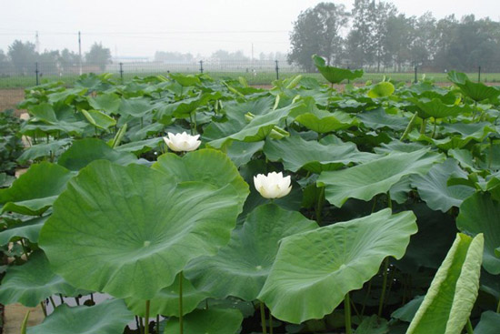 莲藕种植加盟