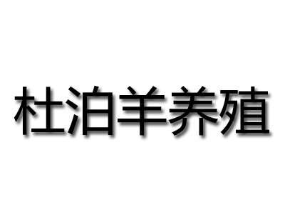 杜泊羊养殖加盟