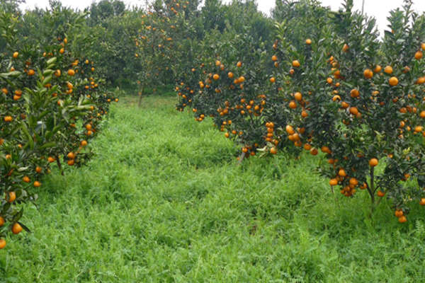 柑橘种植加盟费