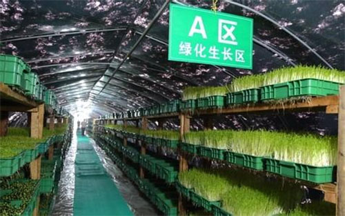 绿国鑫源芽苗菜加盟费