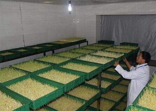 绿国鑫源芽苗菜加盟费