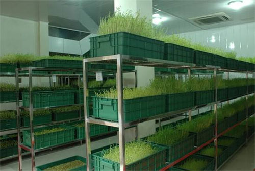 绿国鑫源芽苗菜加盟费