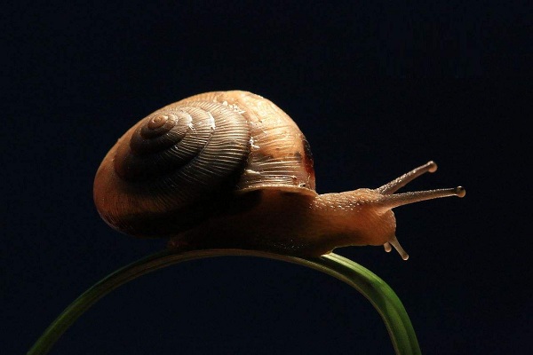 蜗牛养殖