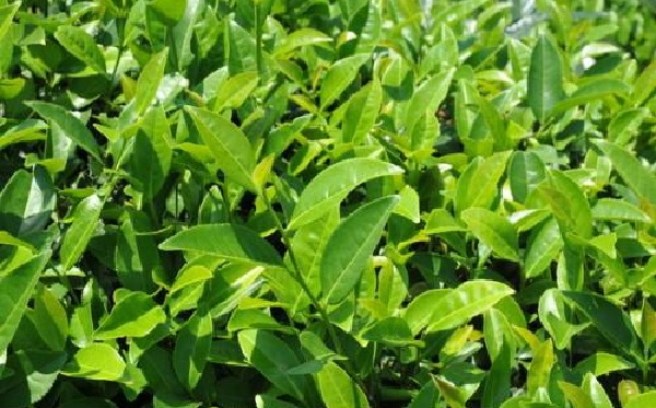 隆合茶业