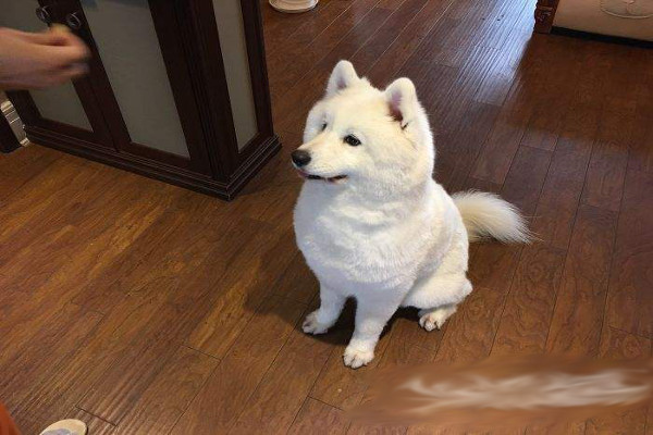 兰多湾宠物