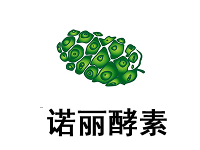 诺丽酵素加盟