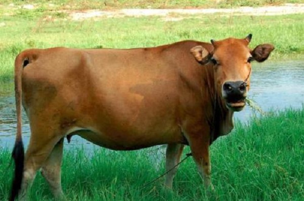 肉牛养殖加盟费