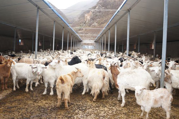羊养殖加盟费