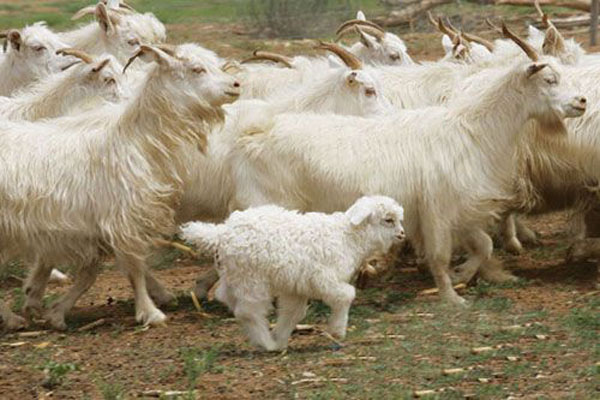 羊养殖