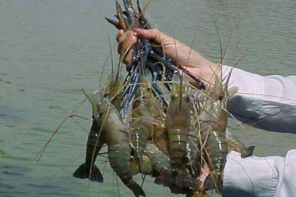 淡水虾养殖加盟