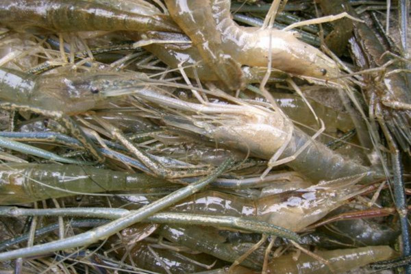 淡水虾养殖加盟