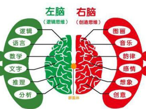 全脑开发专业机构