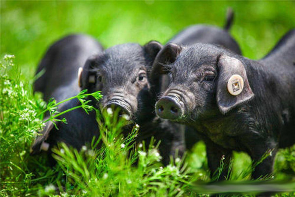 黑猪养殖加盟费