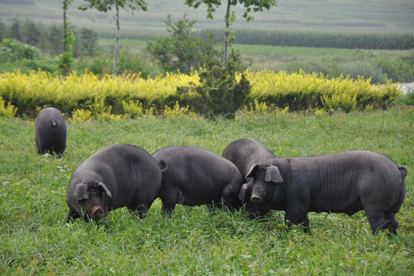 黑猪养殖加盟费