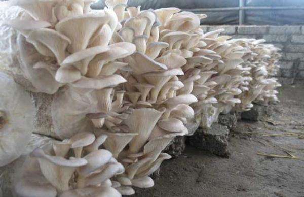 蘑菇种植加盟费