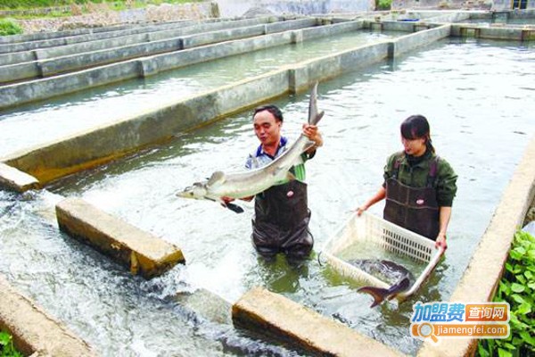 鲟鱼养殖加盟费