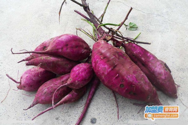 紫薯种植加盟费