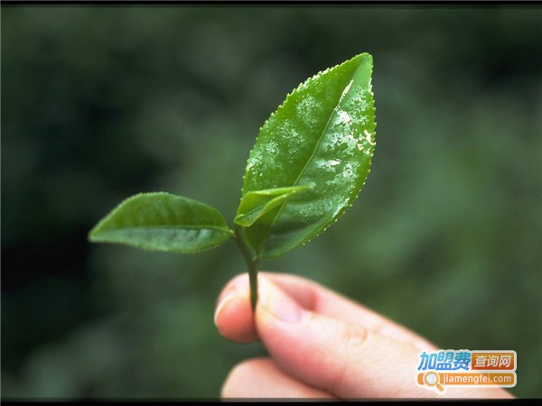 德源祥茶叶加盟费