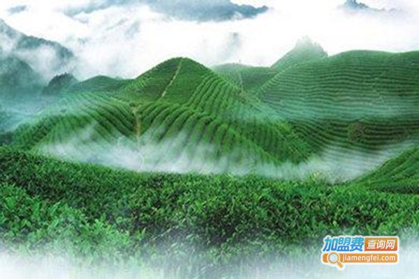 高山茶叶