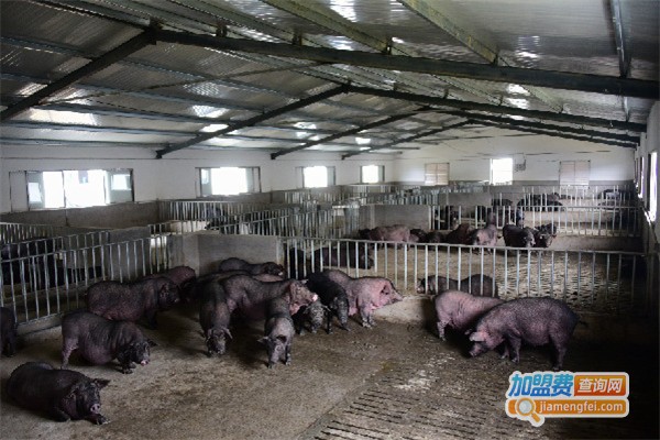土猪养殖加盟费