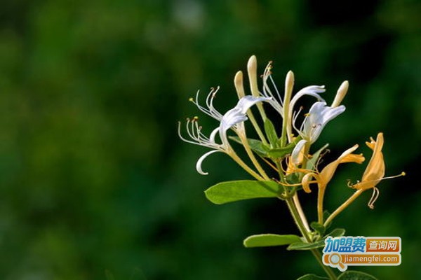 鲁峰金银花加盟费