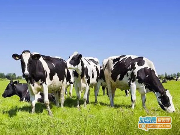 新西兰牛初乳加盟费