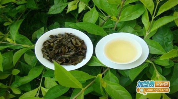 凤凰茶叶加盟费