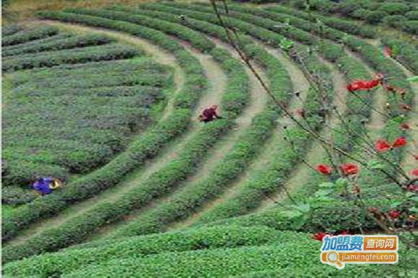 桂东玲珑茶加盟门店