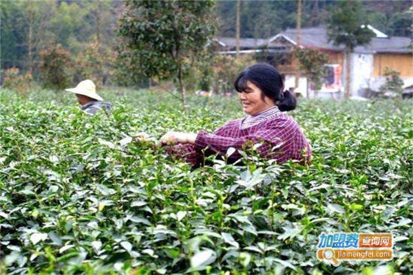 华信生态茶加盟费