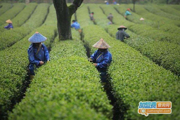 飘逸茶业加盟费