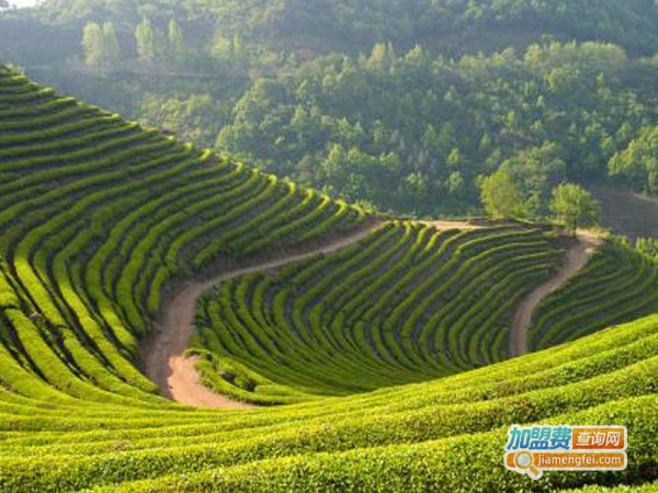 名山茶叶