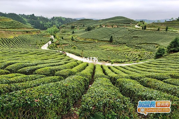 吉祥春茶