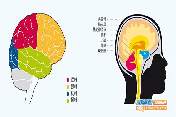 333全脑开发加盟费