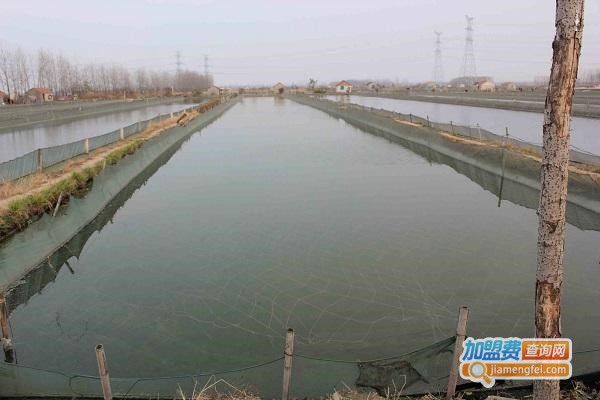 江丰10号泥鳅养殖加盟费