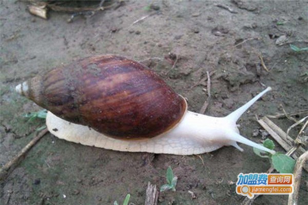 隆城白玉蜗牛养殖