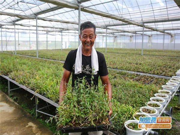 民耕仙草种植加盟门店