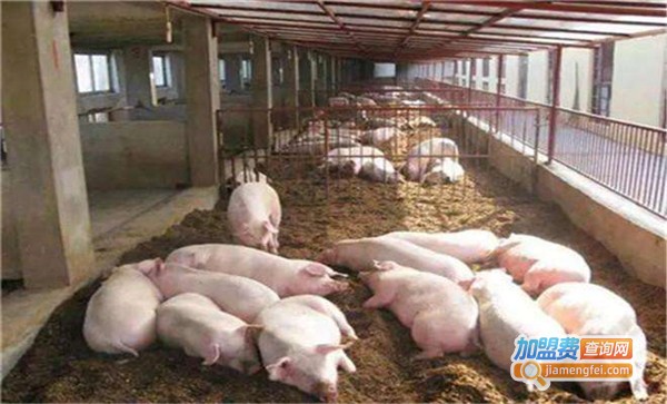 兴盛种猪养殖加盟